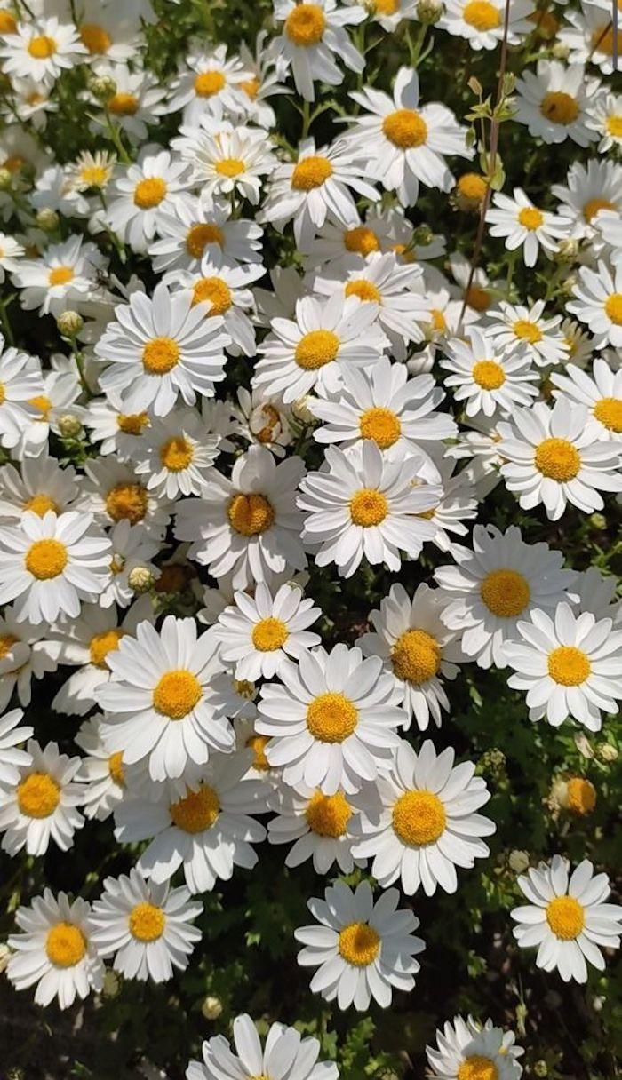 Harmony Hues of Springtime Whimsy